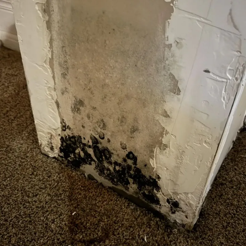 Professional Mold Removal in Saxapahaw, NC